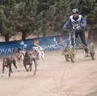 Campeonato Navarro y Estatal de trineo con perros en tierra